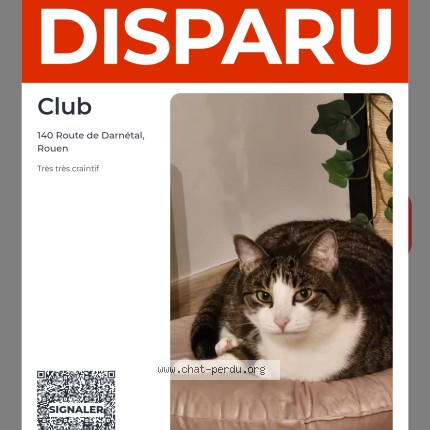 Photo de chat perdu à Rouen