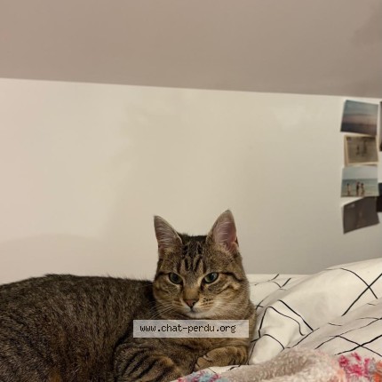 Photo de chat perdu à Bruz Cesson Sevigne