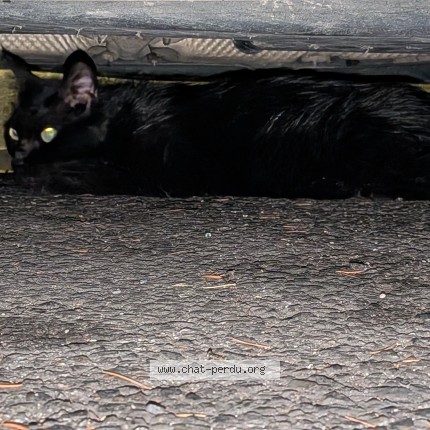 Photo 1/1 Chat trouvé Trouvé à Toulouse