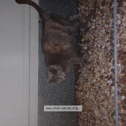 Photo de chat trouvé à Vezin Le Coquet