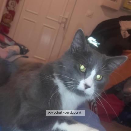 Photo de chat perdu à Marseille
