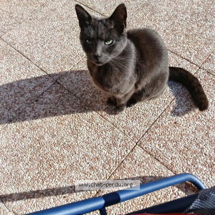 Photo de chat perdu à Besancon