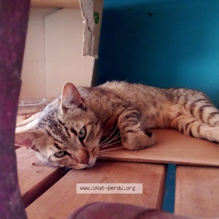 Photo 1/1 Chat trouvé Trouvé à Les Herbiers