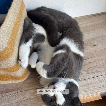 Photo 1/1 Chat retrouvé Perdu à Copponex