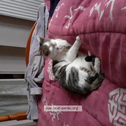 Photo de chat perdu à Moulins Engilbert