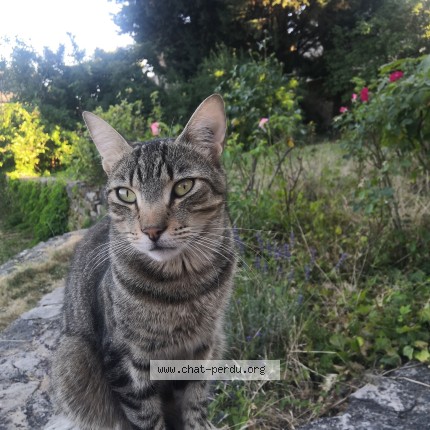 Photo 1/1 Chat retrouvé Perdu à Marvejols