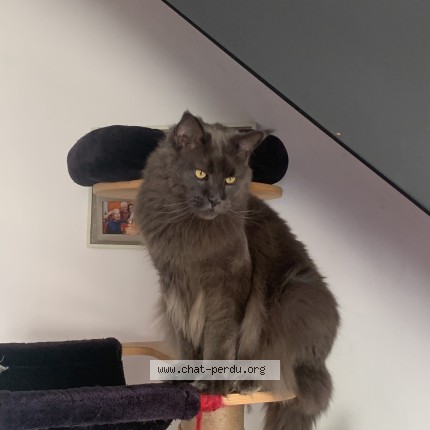 Photo 1/1 Chat retrouvé Perdu à Marles En Brie