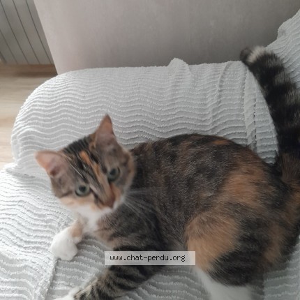 Photo 1/1 Chouquette Chat perdu à Sainte Maure De Touraine