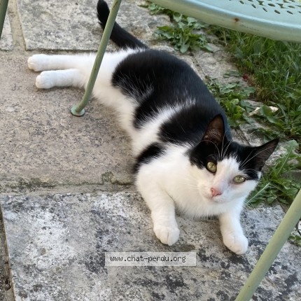 Photo 1/1 Chat retrouvé Perdu à Valecourt
