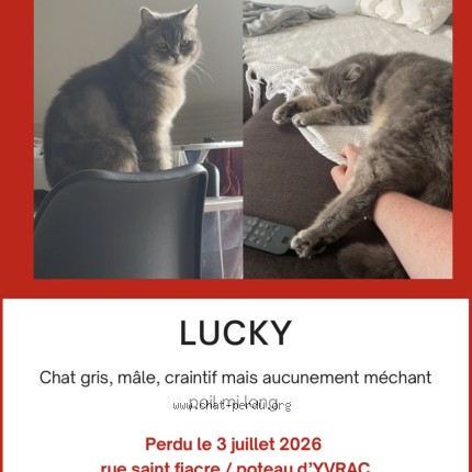 Photo 1/1 lucky Chat perdu à Yvrac