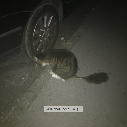 Photo 1/1 Chat trouvé Trouvé à Toulouse