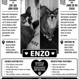enzo