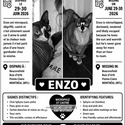 Photo 1/1 enzo Chat perdu à Beaconsfield