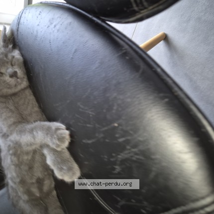 Photo de chat perdu à Boisgervilly