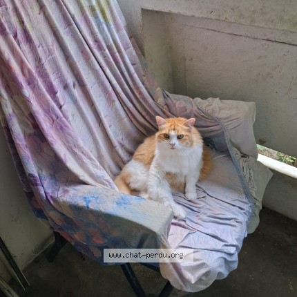Photo 1/1 Génoise Chat perdu à Ivry Sur Seine France