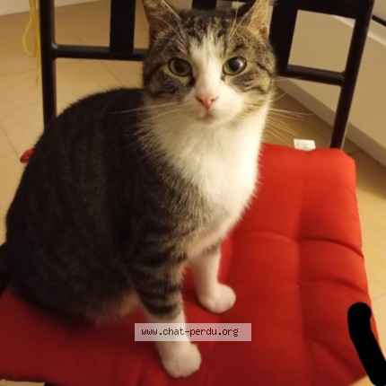 Photo 1/1 Tosca Chat perdu à Aveizieux