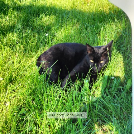 Photo de chat perdu à Saint Malon Sur Mel