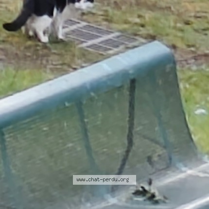Photo de chat trouvé à Hellemmes