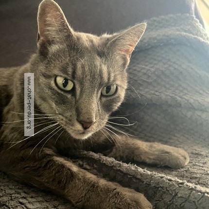 Photo de chat trouvé à Creteil