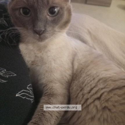 Photo de chat perdu à Geste Beaupreau En Mauges