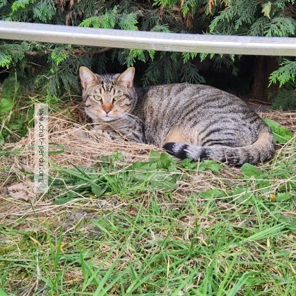 Photo 1/1 Désiré Chat perdu à Wattrelos