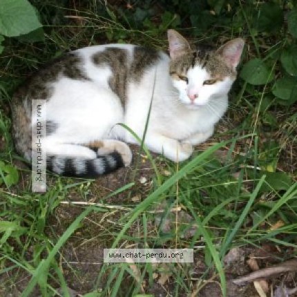 Photo 1/1 Bulle Chat perdu à Sartrouville
