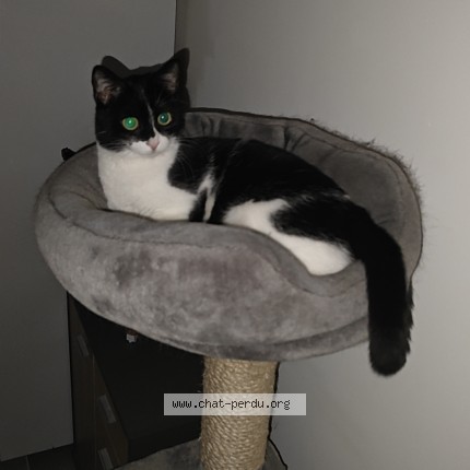 Photo 1/1 Zorel Chat perdu à Les Sables D Olonne