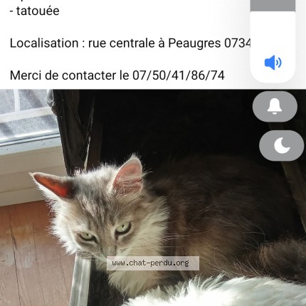 Photo 1/1 MABELLE Chat perdu à Peaugres