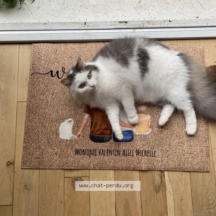 Photo de chat perdu à Lille
