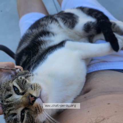 Photo de chat trouvé à Balaze