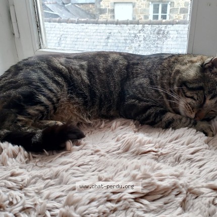 Photo 1/1 Sloubi Chat perdu à Dinan