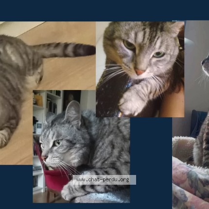Photo 1/1 Nova Chat perdu à Paris