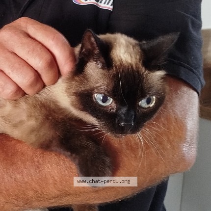 Photo de chat perdu à Sainte Maure De Touraine