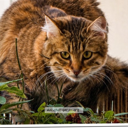 Photo 1/1 Minouche Chat perdu à Magny Le Hongre
