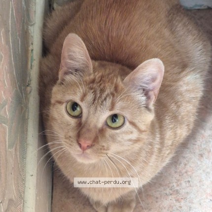 Photo de chat perdu à Neussargues