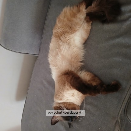 Photo de chat perdu à Chevigny St Sauveur