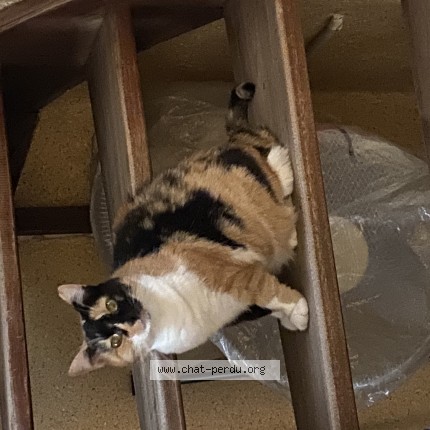 Photo de chat perdu à Lassay