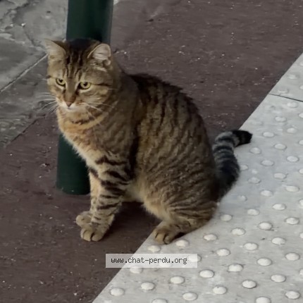 Photo 1/1 Chat trouvé Trouvé à L Isle Adam