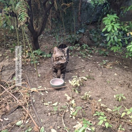 Photo 1/1 Chat trouvé Trouvé à Issy Les Moulineaux