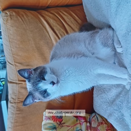 Photo de chat perdu à St Pol De Leon