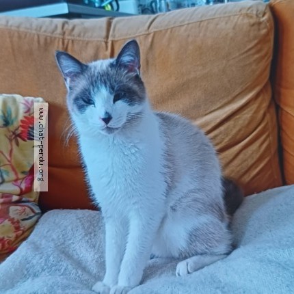 Photo 1/1 Azar Chat perdu à St Pol De Leon