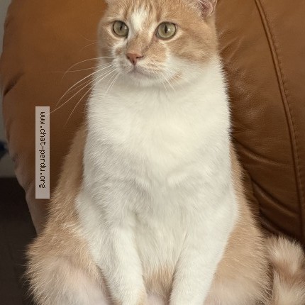 Photo de chat perdu à Migny
