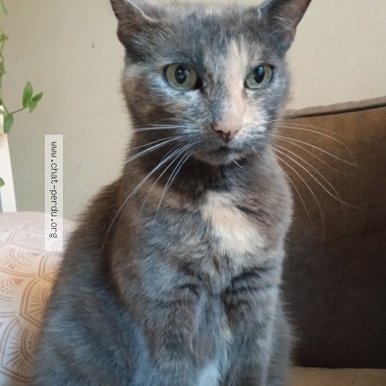 Photo 1/1 Chat retrouvé Perdu à Appoigny