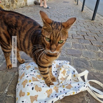 Photo de chat trouvé à Arcueil Cachan