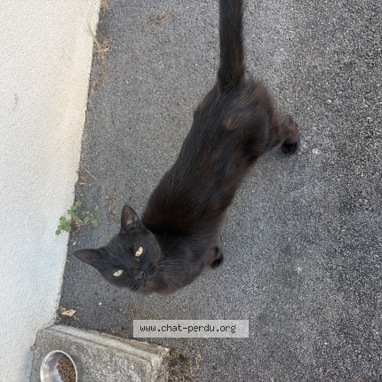 Photo 4/4 Chat trouvé Trouvé à Reze
