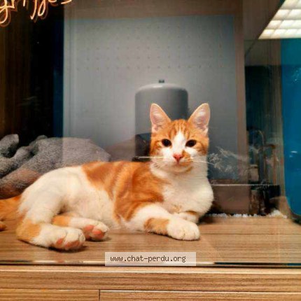 Photo 1/1 Chat retrouvé Perdu à La Chapelle Sur Erdre