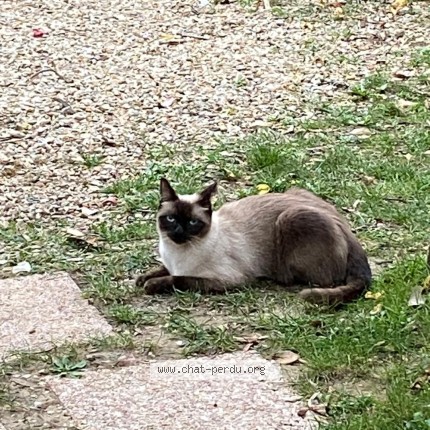 Photo 1/1 Chat retrouvé Perdu à Draveil
