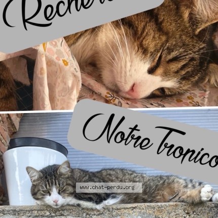 Photo 1/1 tropico Chat perdu à Santranges
