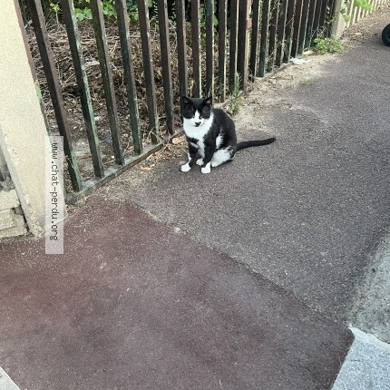 Photo de chat trouvé à Nanterre