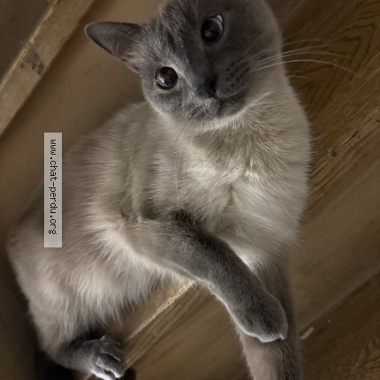 Photo de chat perdu à Tourcoing